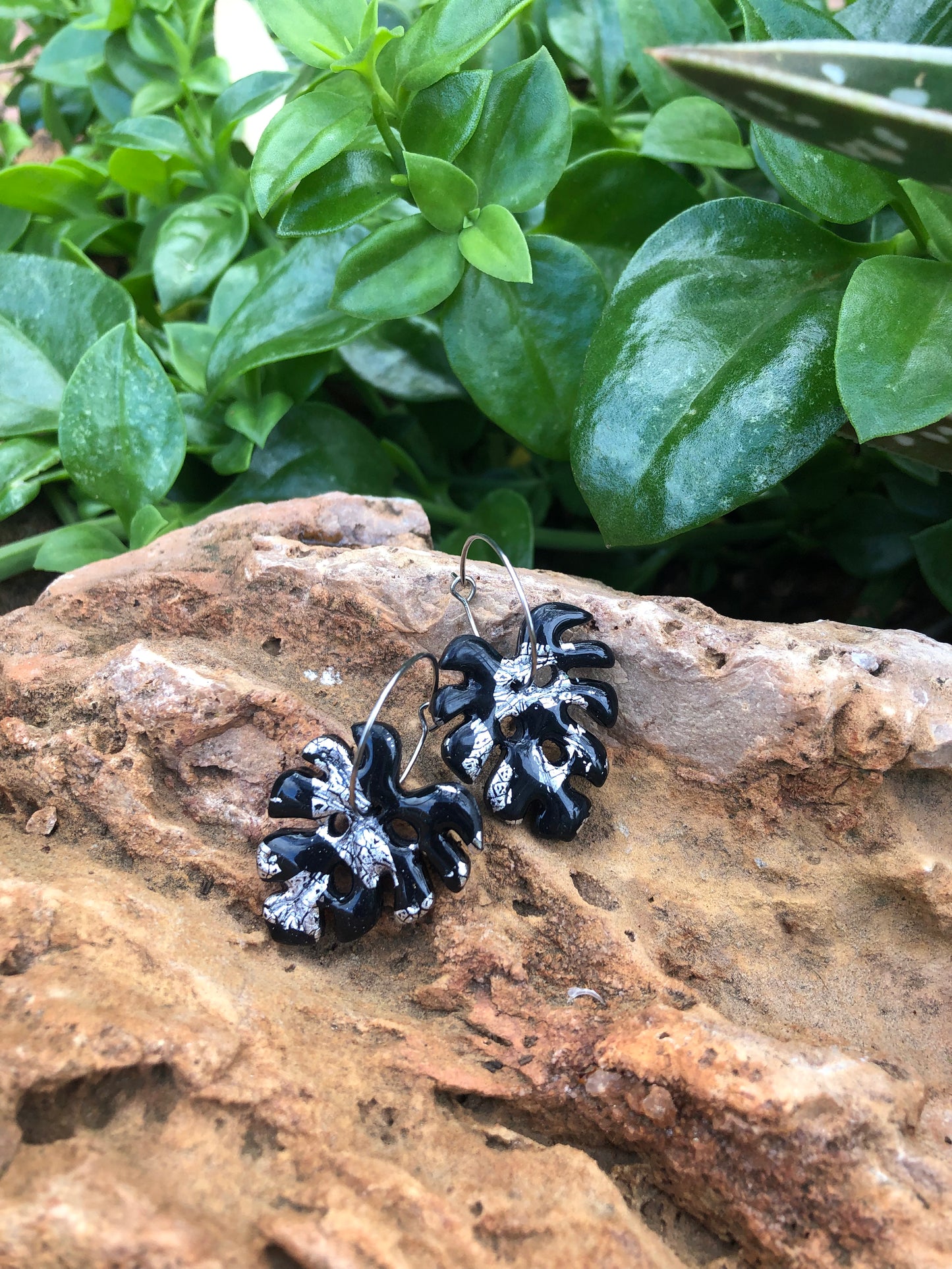 Liquidación Monsteras