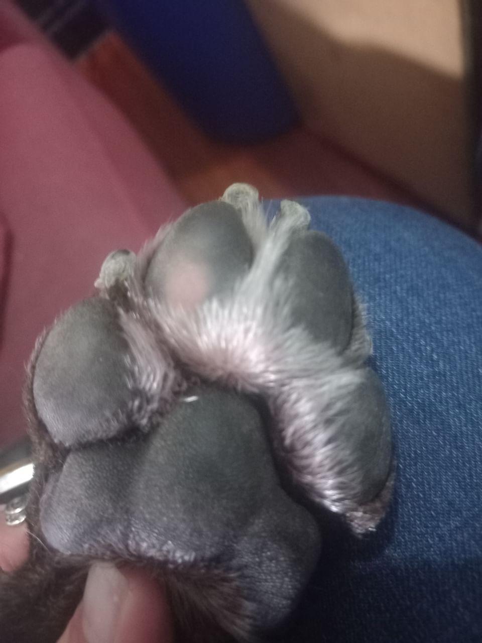 Huellas solidarias (llaveros)