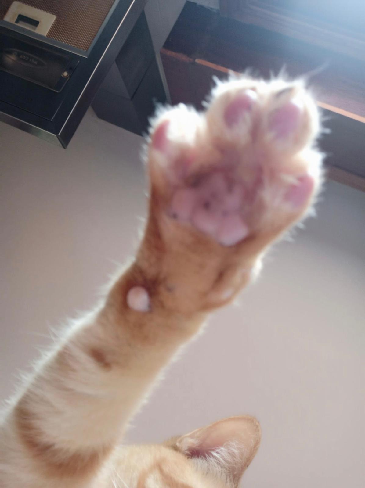 Huellas solidarias (llaveros)