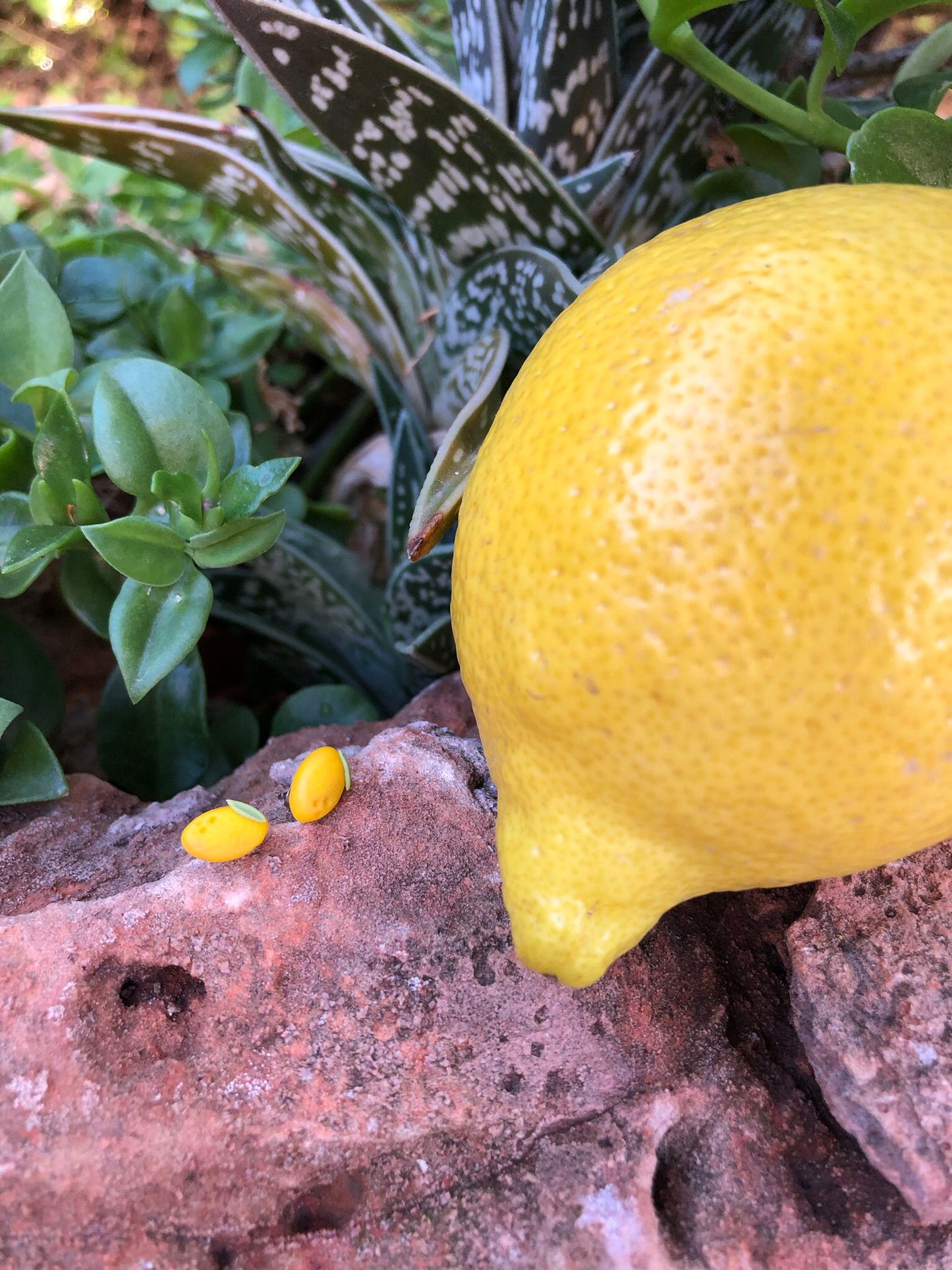 Mini Fruta Tutti Frutti