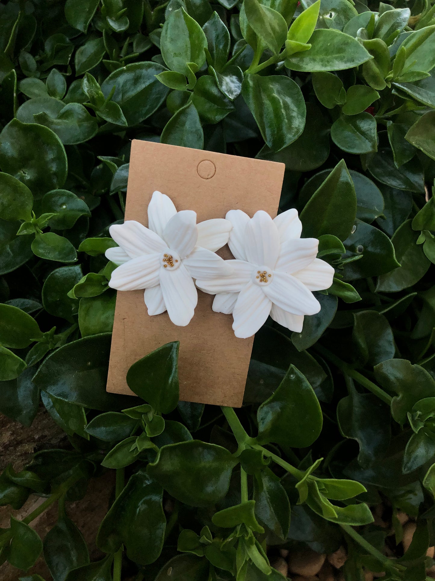 Panther Lisa Un Color