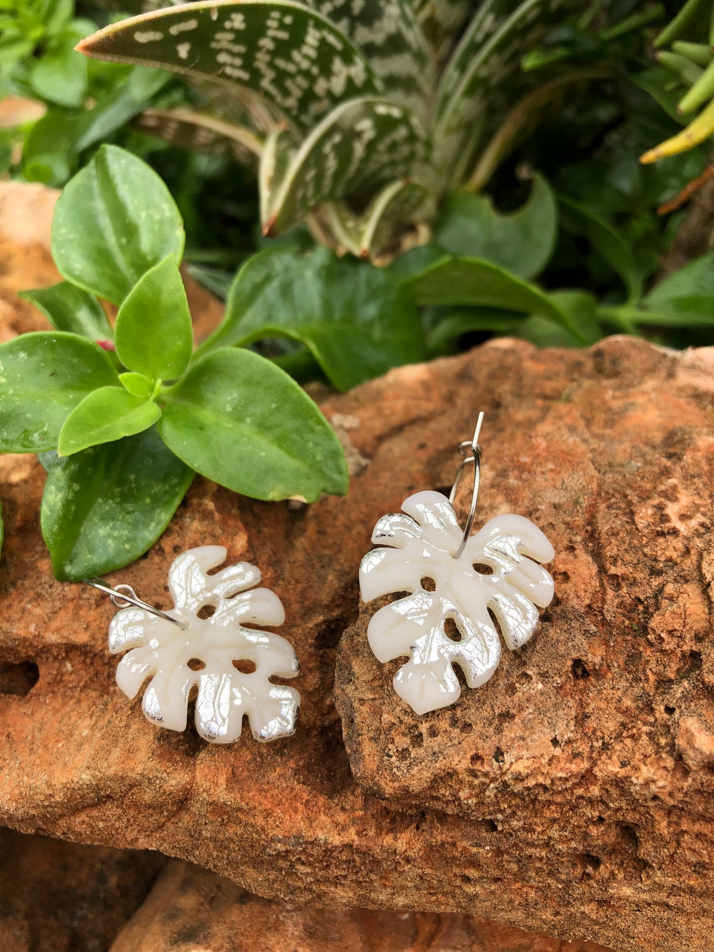 Hoja Monstera Translúcida